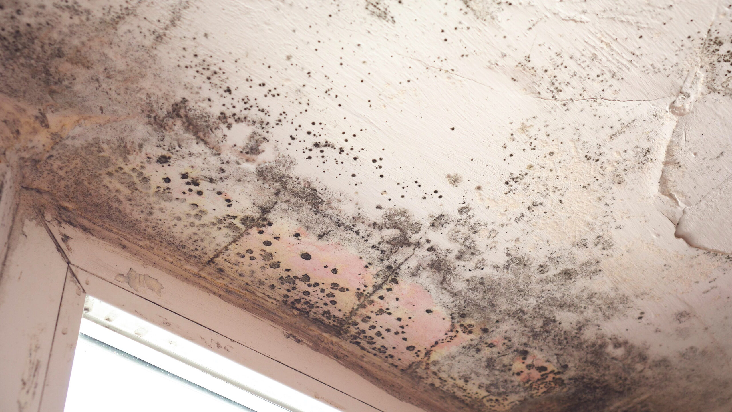 awaab's law is here damp and mould in social housing